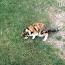 The Unlikely Friendship Between a Cat and a Mouse ile ilgili video