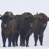 Poland, American bison, Bison bonasus
