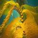 Seaweed extract fucoidan could be used to treat inflammation of the gut ... 