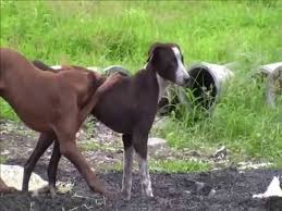 Fce ebilara double fuck rarevideofree com sex zoo dog fuck girl fucks dog jpg x Wife dog sex