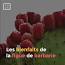 La Fascination des Figues ile ilgili video
