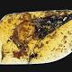 Mummified ancient bird offers clues about flight during mid-cretaceous 