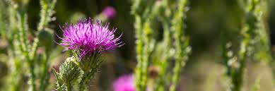 Milk thistle benefits jpg x Milk thistle benefits