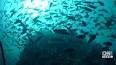 Dünyanın En Büyük Okyanus Havzaları ile ilgili video