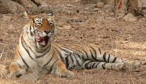 Wildlife Tour packages From delhi