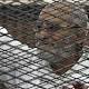 UPDATED 1: Egypt court sets 28 April to rule in trial of Brotherhood leader, 682 ...