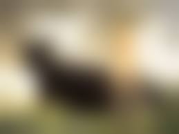 bestiality comics|Page 190 | genuine9-bestiality-comics/the-affair | Erofus - Sex and Porn  Comics