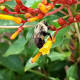Attract bees, butterflies to pollinate your garden 