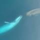 Extremely rare vision emerges of Antarctic blue whales eating 
