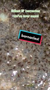 Lil barnacle porn lyrics sound clip jpg x Lil barnacle