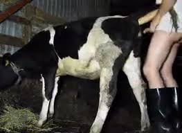 Man fuck cow animal porn videos jpg x Man fucks cow