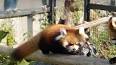 O Fascinante Mundo dos Pandas Vermelhos ile ilgili video