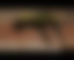 beastiality dog sex teenbeastforum gif|The Big ImageBoard (TBIB) - 1girl 3d animated animated gif bestiality  commander shepard (female) doggystyle mass effect noname55 sex | 4022720