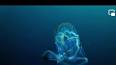 Los misterios del mar profundo: Explorando un mundo desconocido ile ilgili video