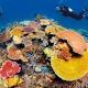 Great Barrier Reef: Authorities must check reef islands says World Wildlife Fund 