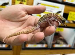 タイ 小学生　ワレメ　画像|ストア タイ 少数民族メオ族ブラウス