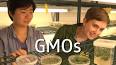 Genetiği Değiştirilmiş Organizmalar (GDO lar) ile ilgili video