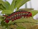 Larva de Borboleta