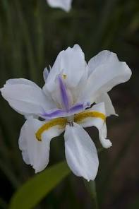 Dietes iridioides The Gardener : The Gardener