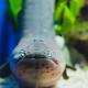 8 shocking facts about electric eels 