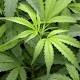 Sunshine Coast drug rings smashed 