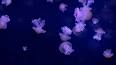 Le monde fascinant des méduses ile ilgili video