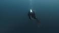 Подводный мир в объективе: захватывающий взгляд на жизнь под поверхностью ile ilgili video