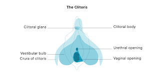 Recent vulva jpg x Vulva tube