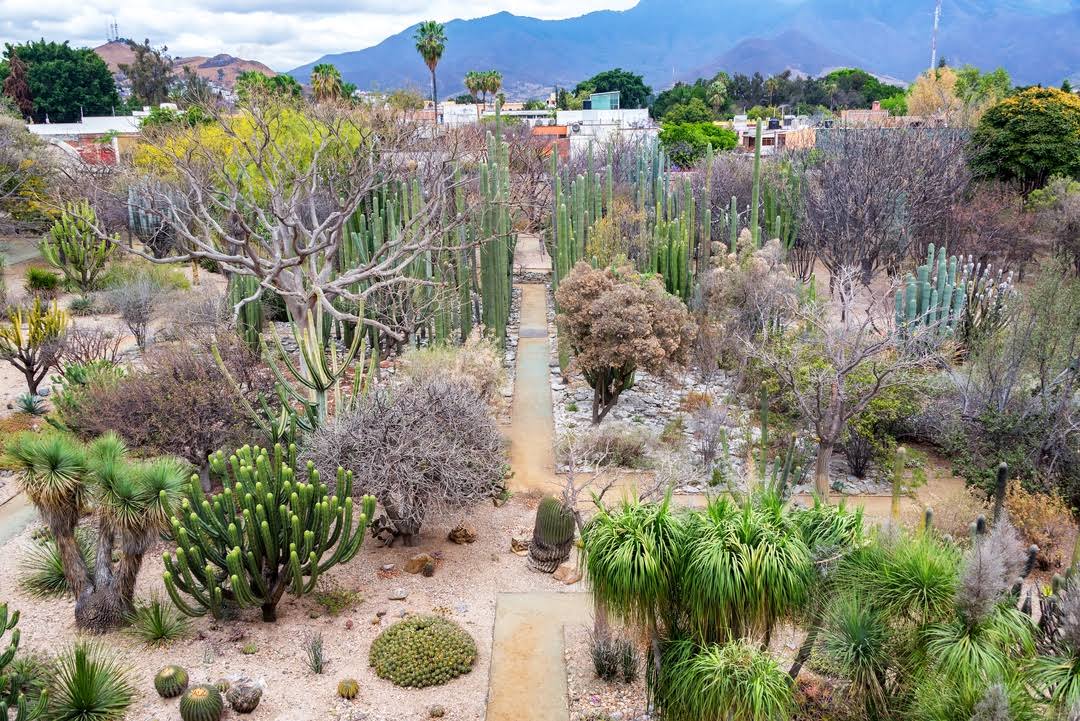 Jardín Etnobotánico de Oaxaca by null