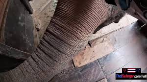 Erotic teen porn siswet elephant trunk fully insertion in her ruined anal hole jpg x Elephant teen