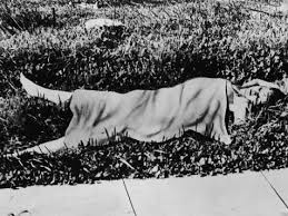 Elizabeth short black dahlia tumblr porn jpg x Elizabeth short