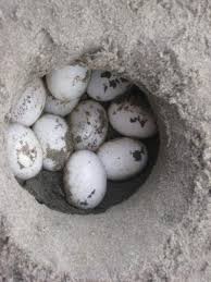 http://t0.gstatic.com/images?q=tbn:EkU8D1g3pHTTCM:http://gallery.nen.gov.uk/gallery_images/0711/0000/0192/turtle_eggs_mid.jpg