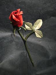 عکس شاخه گل رز