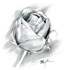 نقاشی گل رز
