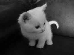 images?q=tbn:JIiIdlswqvRcOM%3A<a href=