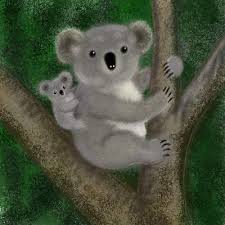 koala