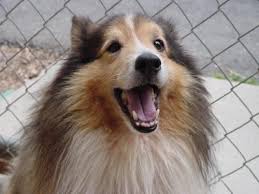 Dogs, Dogs, Dogs