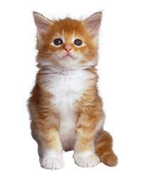 gato