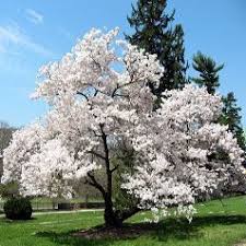 http://t0.gstatic.com/images?q=tbn:Rb2kLMEPTJZtCM:http://photos.jardindupicvert.com/ph_aujardin/P050/5037-11.jpg