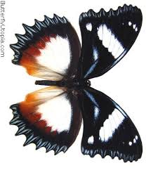 mariposa