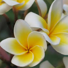 ดูภาพขนาดใหญ่
