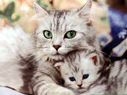 animaux chats