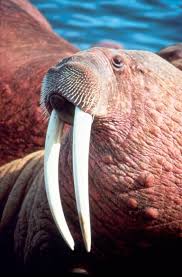 haustiere & tiere