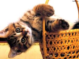 animaux chats