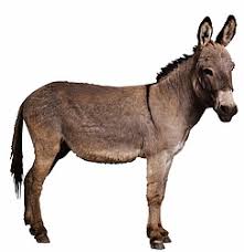 Donkey2123.jpg