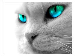 cat-blue-eyes.jpg&t=1