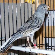 قناری قناري آواز خوان(موقوم) - پرنده زیبای قناری آواز خوان قناری - قناری آواز خوان پرندگان زیبا بیماریهای قناری پرندگان خانگی زیبا Canary bird singing a beautiful - Poultry beautiful