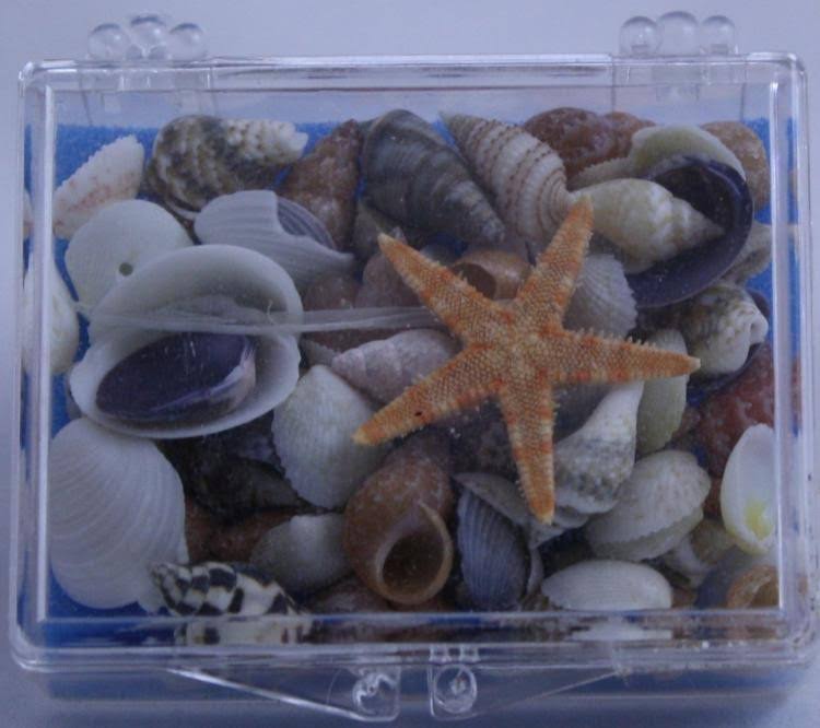 Best of Best Shore Shells Seashells