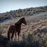Owners concerned as wild horse deaths climb, vet advises vaccines