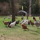 BC farmer 'devastated' after avian flu confirmed in chicken flock
